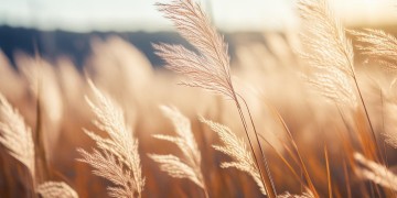 芦苇在阳光下摇曳究竟是哪首歌？