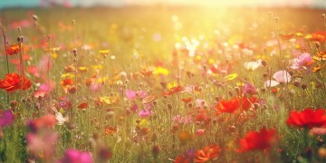 太阳当空照花儿对我笑究竟是什么歌？