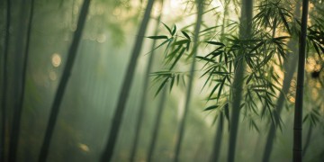 青纱帐里来了狼究竟是什么歌？