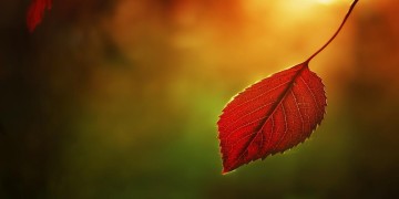 那片秋叶轻轻落下究竟是哪首歌？